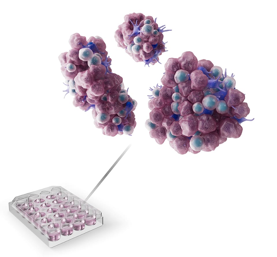 Depicting three smaller tumor organoids from a singular well of a 24-well plate.